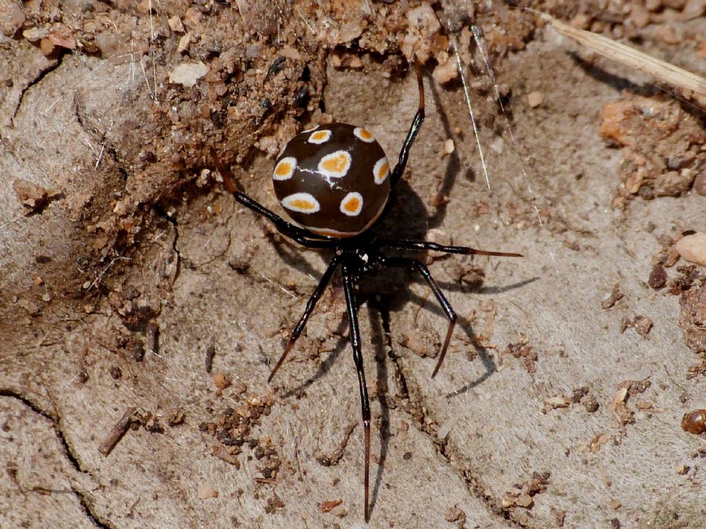 Latrodectus tredecimguttatus - Ceriale (SV)